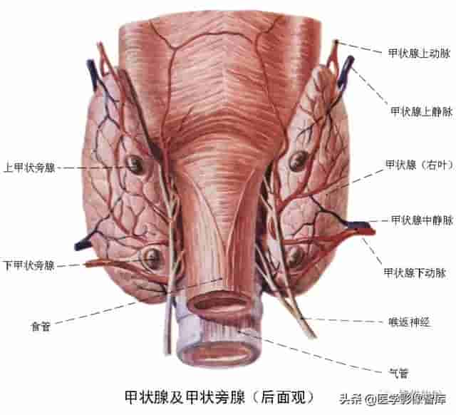 颅面颈部（颅面骨、眼眶、腮腺等）详细解剖图谱