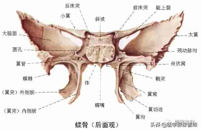 颅面颈部（颅面骨、眼眶、腮腺等）详细解剖图谱