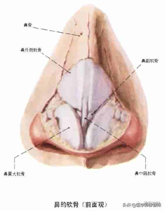 颅面颈部（颅面骨、眼眶、腮腺等）详细解剖图谱