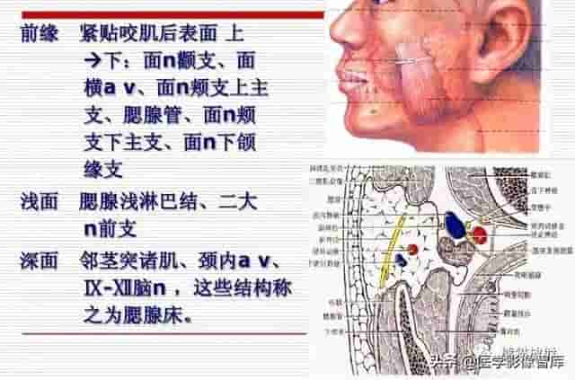 颅面颈部（颅面骨、眼眶、腮腺等）详细解剖图谱