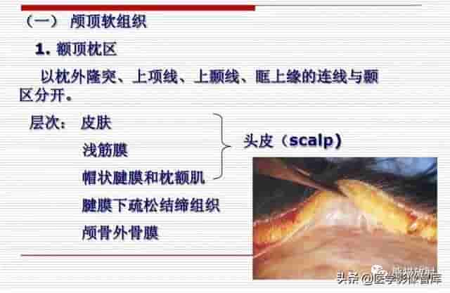 颅面颈部（颅面骨、眼眶、腮腺等）详细解剖图谱