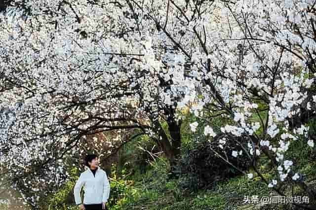 信阳市商城县：山花烂漫迎春来