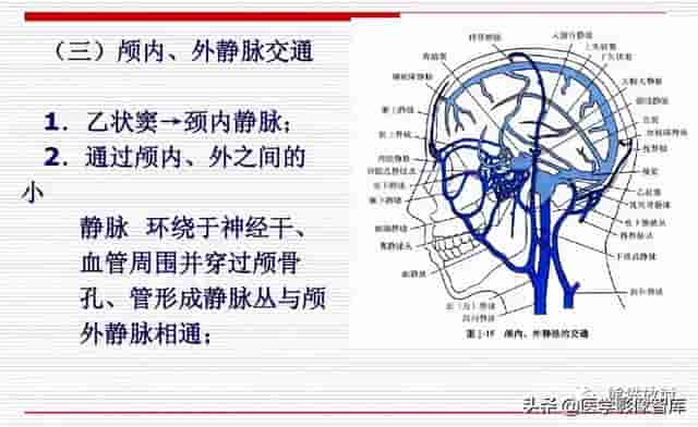 颅面颈部（颅面骨、眼眶、腮腺等）详细解剖图谱