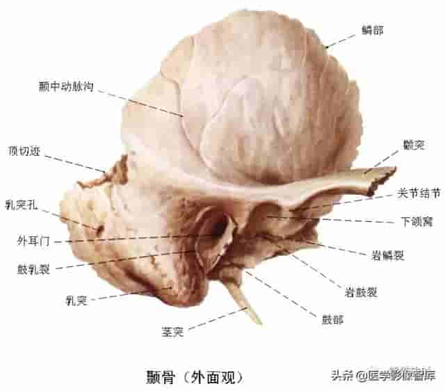 颅面颈部（颅面骨、眼眶、腮腺等）详细解剖图谱