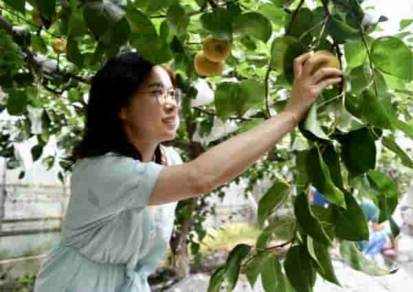 仓桥水晶梨熟啦！清甜好味道，等你来采摘