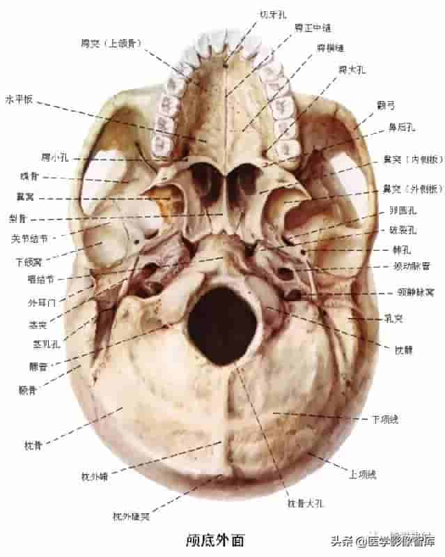 颅面颈部（颅面骨、眼眶、腮腺等）详细解剖图谱