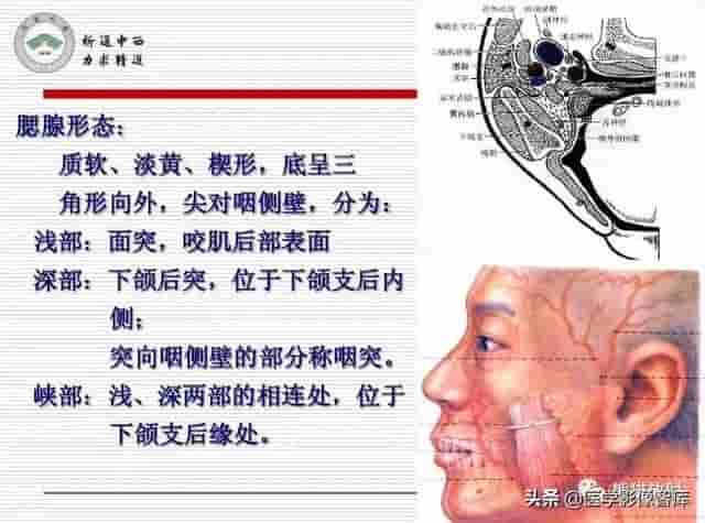 颅面颈部（颅面骨、眼眶、腮腺等）详细解剖图谱