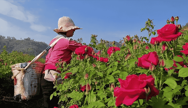 药食同源玫瑰花，集观赏、食用、药用保健于一体的中国传统名花