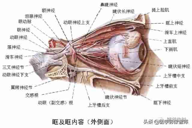 颅面颈部（颅面骨、眼眶、腮腺等）详细解剖图谱