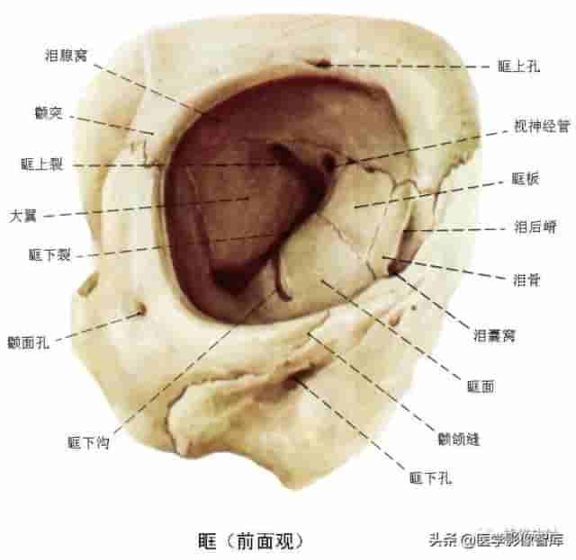 颅面颈部（颅面骨、眼眶、腮腺等）详细解剖图谱