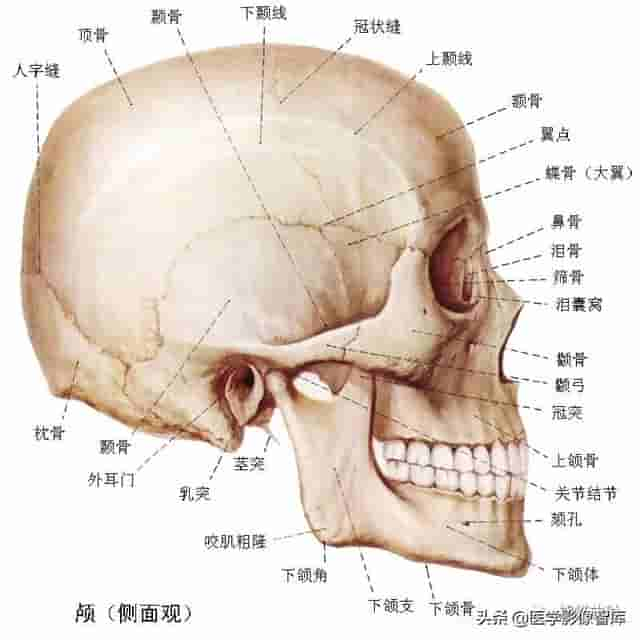 颅面颈部（颅面骨、眼眶、腮腺等）详细解剖图谱