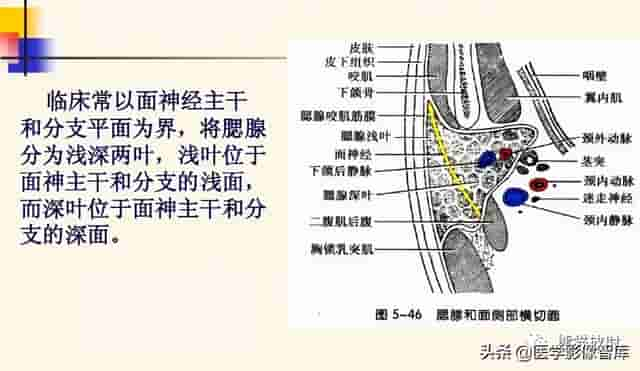 颅面颈部（颅面骨、眼眶、腮腺等）详细解剖图谱