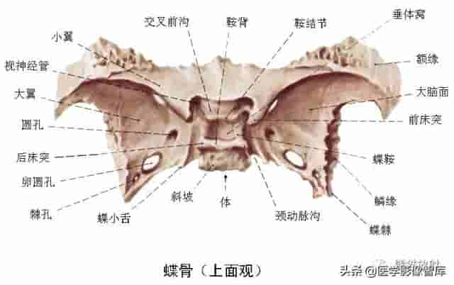 颅面颈部（颅面骨、眼眶、腮腺等）详细解剖图谱