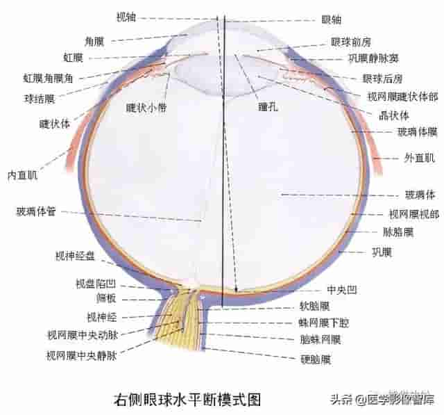 颅面颈部（颅面骨、眼眶、腮腺等）详细解剖图谱