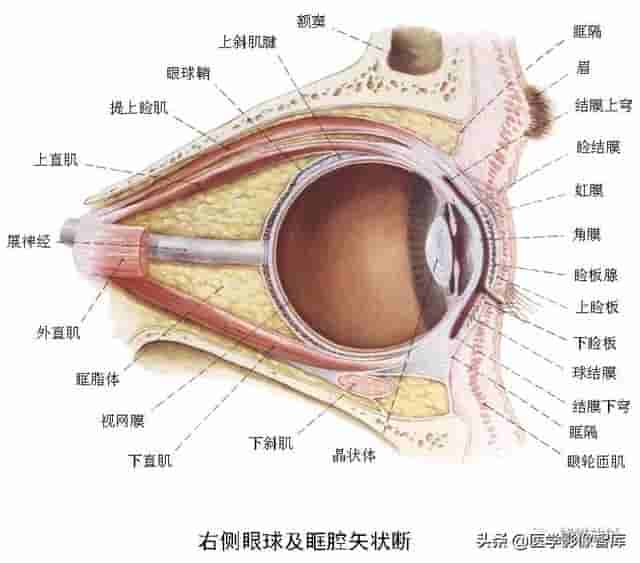 颅面颈部（颅面骨、眼眶、腮腺等）详细解剖图谱