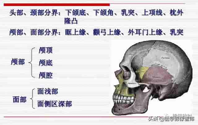 颅面颈部（颅面骨、眼眶、腮腺等）详细解剖图谱