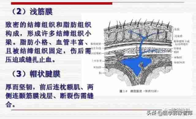 颅面颈部（颅面骨、眼眶、腮腺等）详细解剖图谱