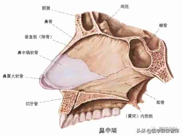 颅面颈部（颅面骨、眼眶、腮腺等）详细解剖图谱