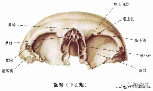 颅面颈部（颅面骨、眼眶、腮腺等）详细解剖图谱