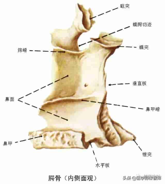 颅面颈部（颅面骨、眼眶、腮腺等）详细解剖图谱