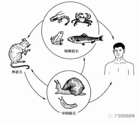 千万不要摸！大雨后遍地爬的非洲大蜗牛，1只就藏有上100条虫