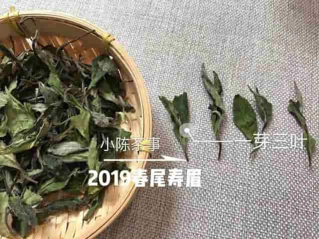 保存白茶不用放冰箱，教你4个方法延长保质期，放10年都不会坏