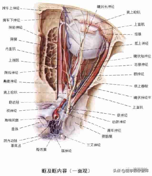 颅面颈部（颅面骨、眼眶、腮腺等）详细解剖图谱