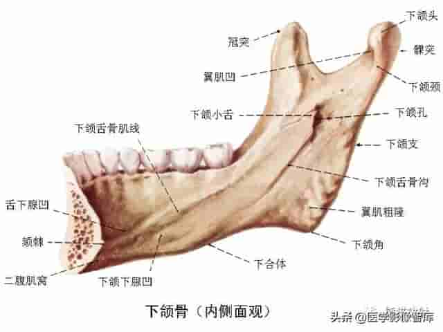 颅面颈部（颅面骨、眼眶、腮腺等）详细解剖图谱