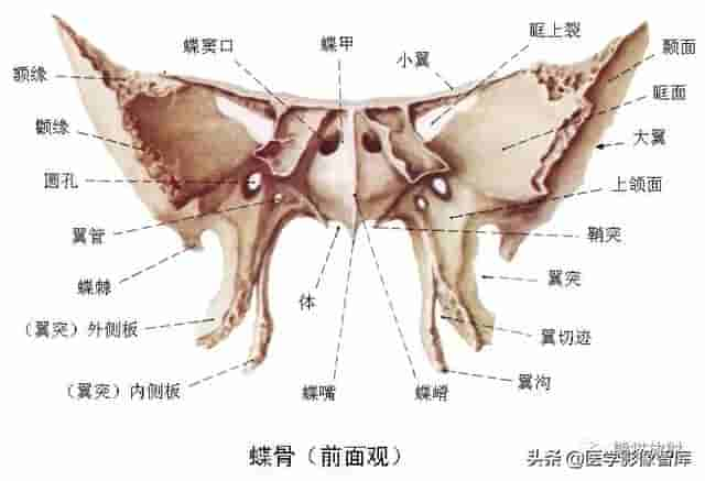 颅面颈部（颅面骨、眼眶、腮腺等）详细解剖图谱