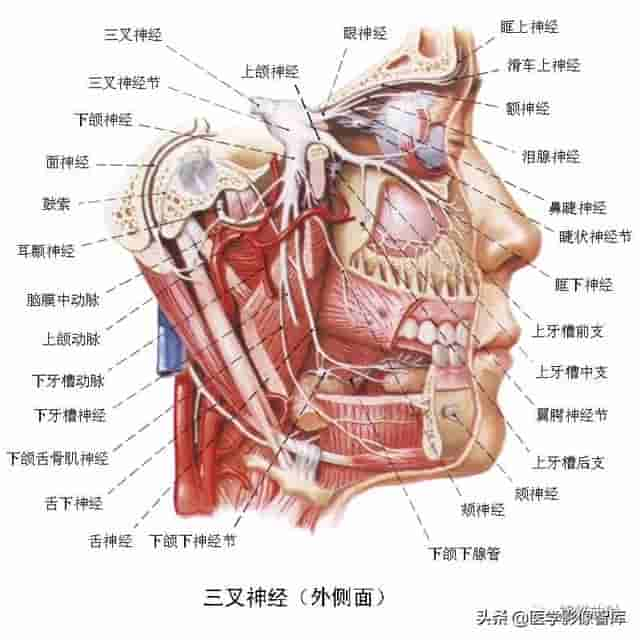 颅面颈部（颅面骨、眼眶、腮腺等）详细解剖图谱