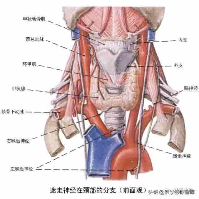 颅面颈部（颅面骨、眼眶、腮腺等）详细解剖图谱