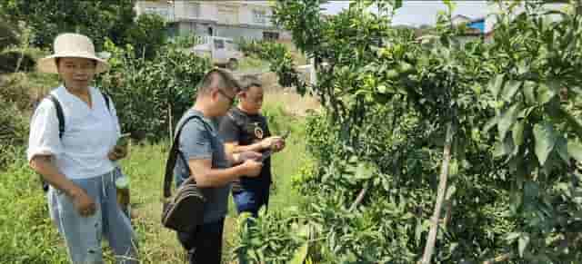 返乡农民为追赶富裕，引5个柑橘新品种欲弯道超车，实现华美转身