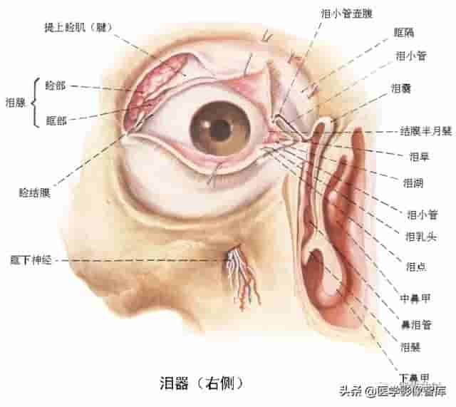 颅面颈部（颅面骨、眼眶、腮腺等）详细解剖图谱