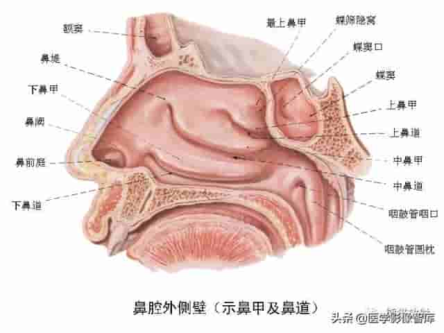 颅面颈部（颅面骨、眼眶、腮腺等）详细解剖图谱