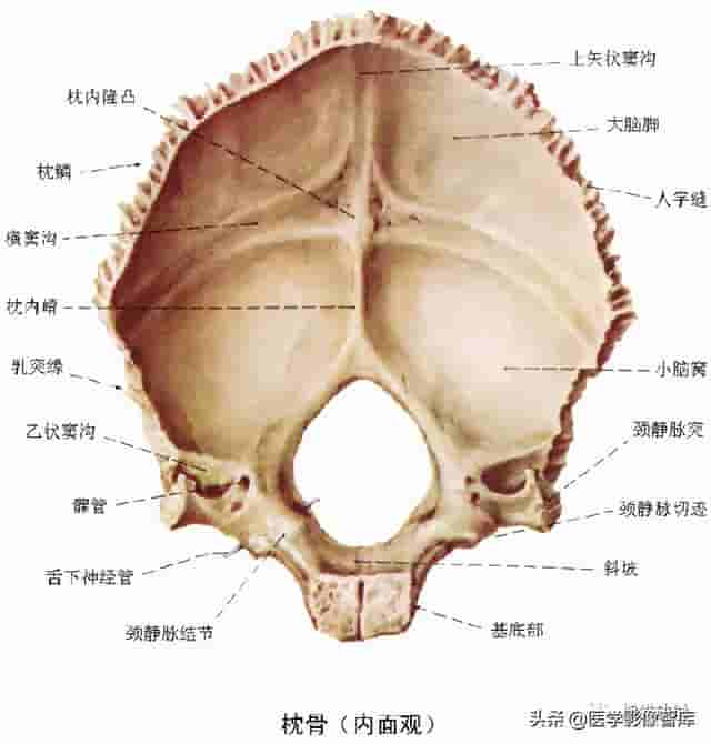 颅面颈部（颅面骨、眼眶、腮腺等）详细解剖图谱