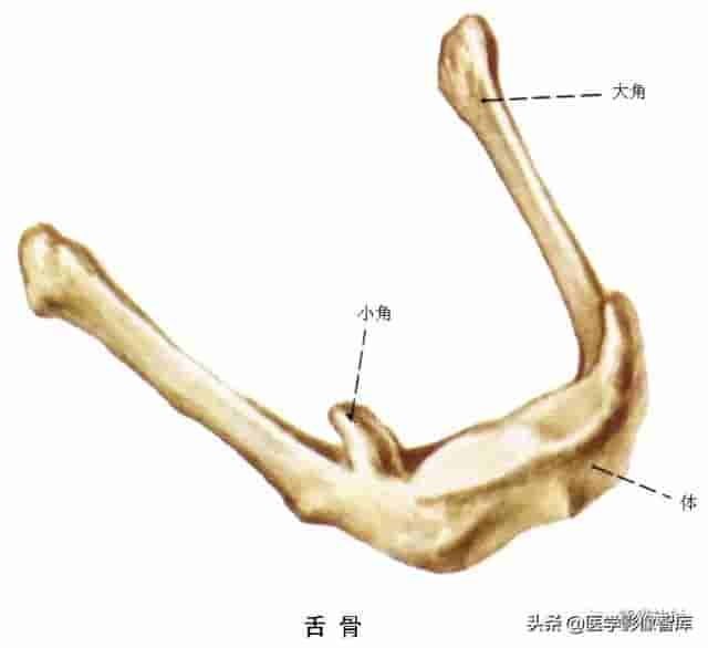 颅面颈部（颅面骨、眼眶、腮腺等）详细解剖图谱