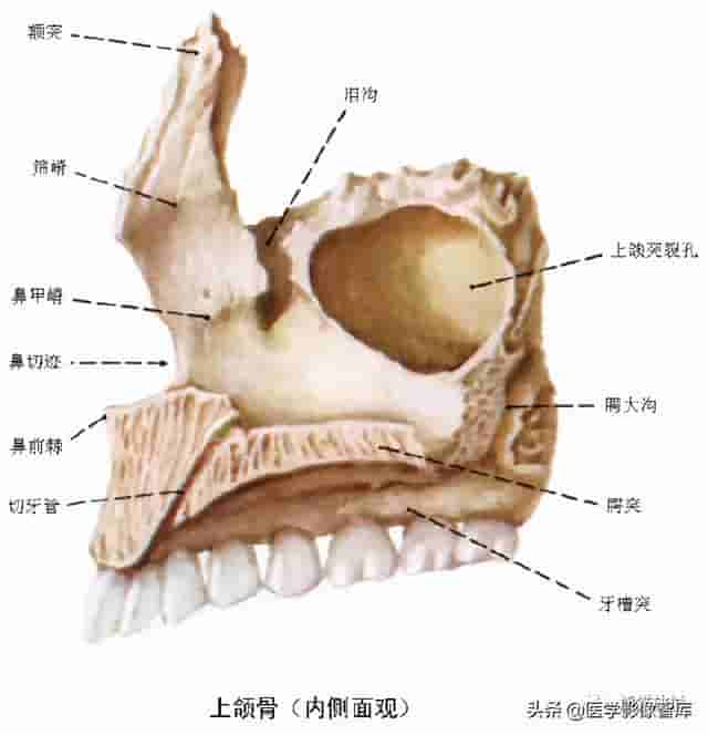 颅面颈部（颅面骨、眼眶、腮腺等）详细解剖图谱