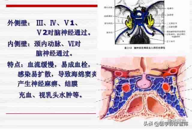 颅面颈部（颅面骨、眼眶、腮腺等）详细解剖图谱