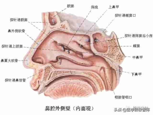 颅面颈部（颅面骨、眼眶、腮腺等）详细解剖图谱