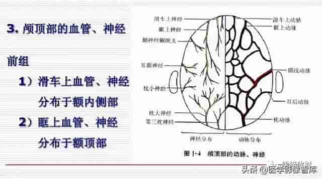 颅面颈部（颅面骨、眼眶、腮腺等）详细解剖图谱