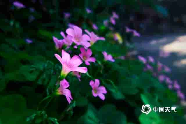 湖南永州：醡浆花开 清新典雅