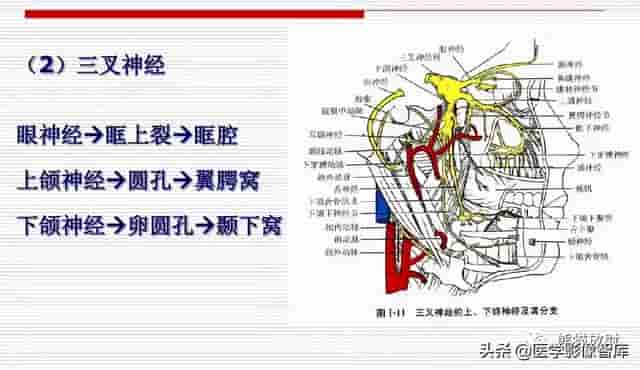 颅面颈部（颅面骨、眼眶、腮腺等）详细解剖图谱