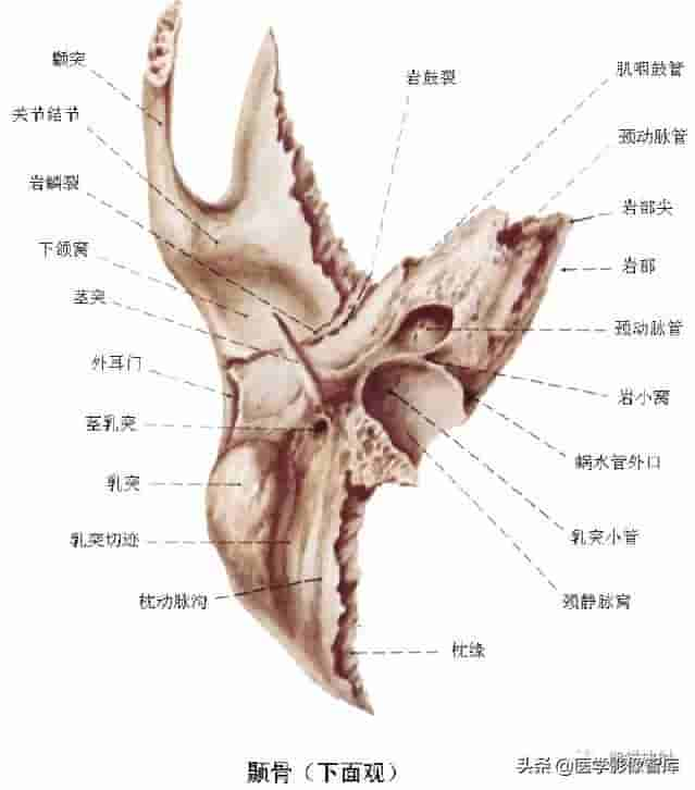 颅面颈部（颅面骨、眼眶、腮腺等）详细解剖图谱