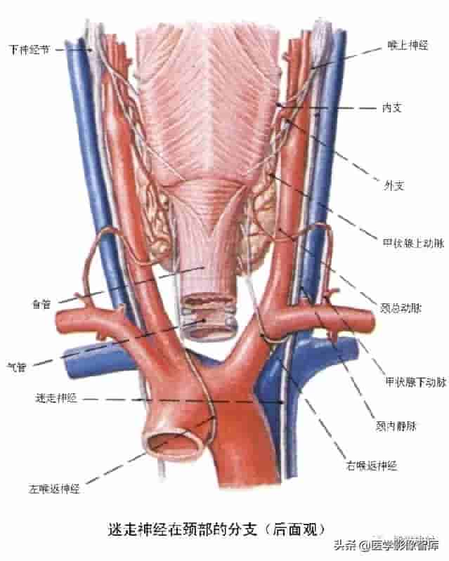 颅面颈部（颅面骨、眼眶、腮腺等）详细解剖图谱