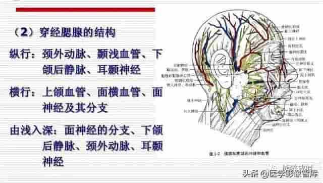 颅面颈部（颅面骨、眼眶、腮腺等）详细解剖图谱