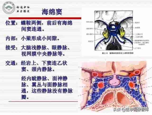 颅面颈部（颅面骨、眼眶、腮腺等）详细解剖图谱