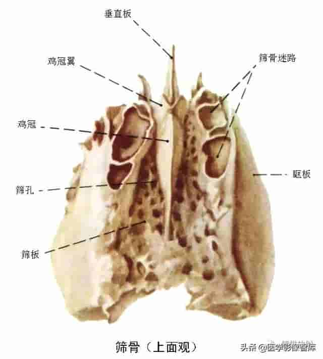 颅面颈部（颅面骨、眼眶、腮腺等）详细解剖图谱