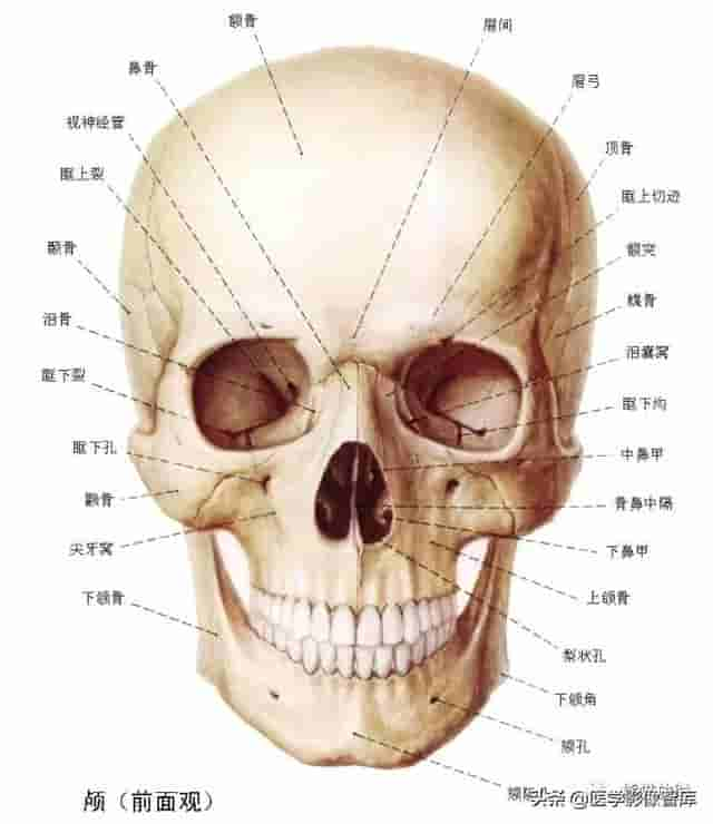 颅面颈部（颅面骨、眼眶、腮腺等）详细解剖图谱