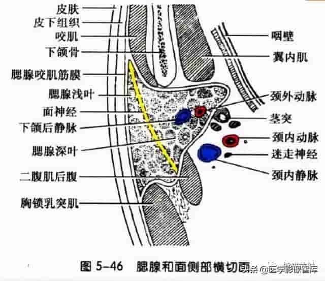 颅面颈部（颅面骨、眼眶、腮腺等）详细解剖图谱