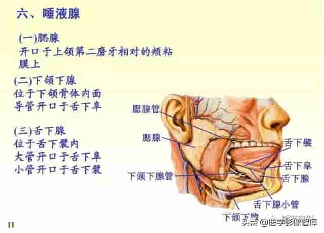 颅面颈部（颅面骨、眼眶、腮腺等）详细解剖图谱